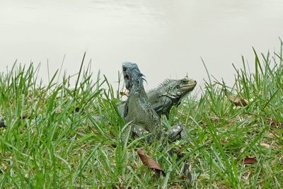 Duck in a lake