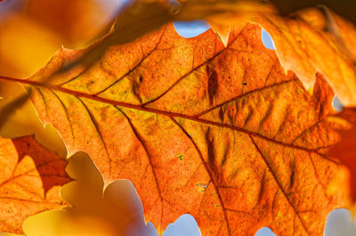 Close-up of yellow maple leaves during autumn