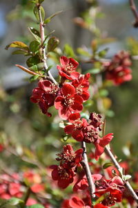 Close-up of red flowering plant