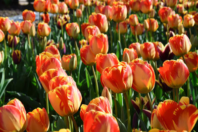 Close-up of orange red tulips in the park