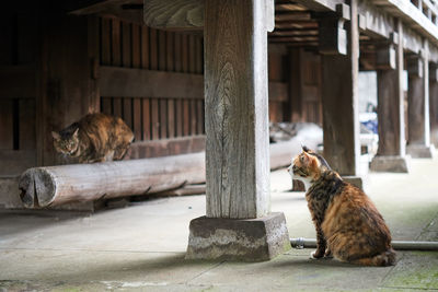 Two cats sitting underneath wooden building