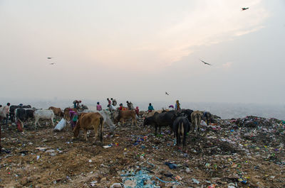 Landfill in new delhi india