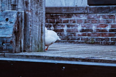 Bird perching on wall