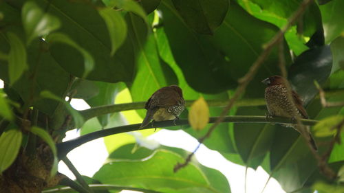 Low angle view of birds perching on tree