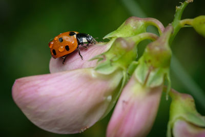 Close-up of ladybug on flower