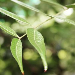 Close-up of plant