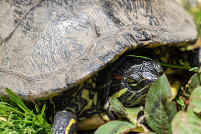 Close-up of turtle on field