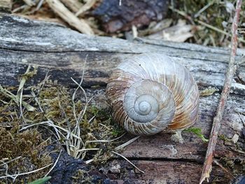 Close-up of snail