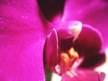 Close-up of pink flowers