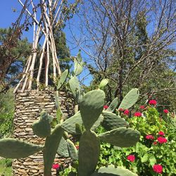 Low angle view of cactus plant against sky