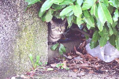 Portrait of cat sitting outdoors