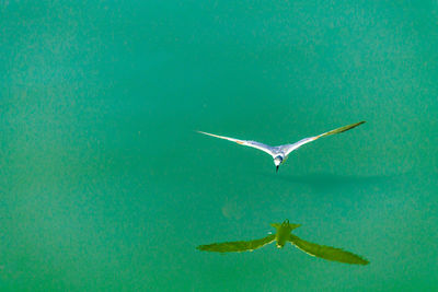 View of bird flying over sea