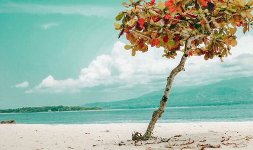 Tree on beach against sky