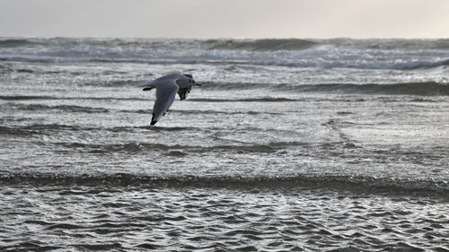 Full length of a bird flying over sea