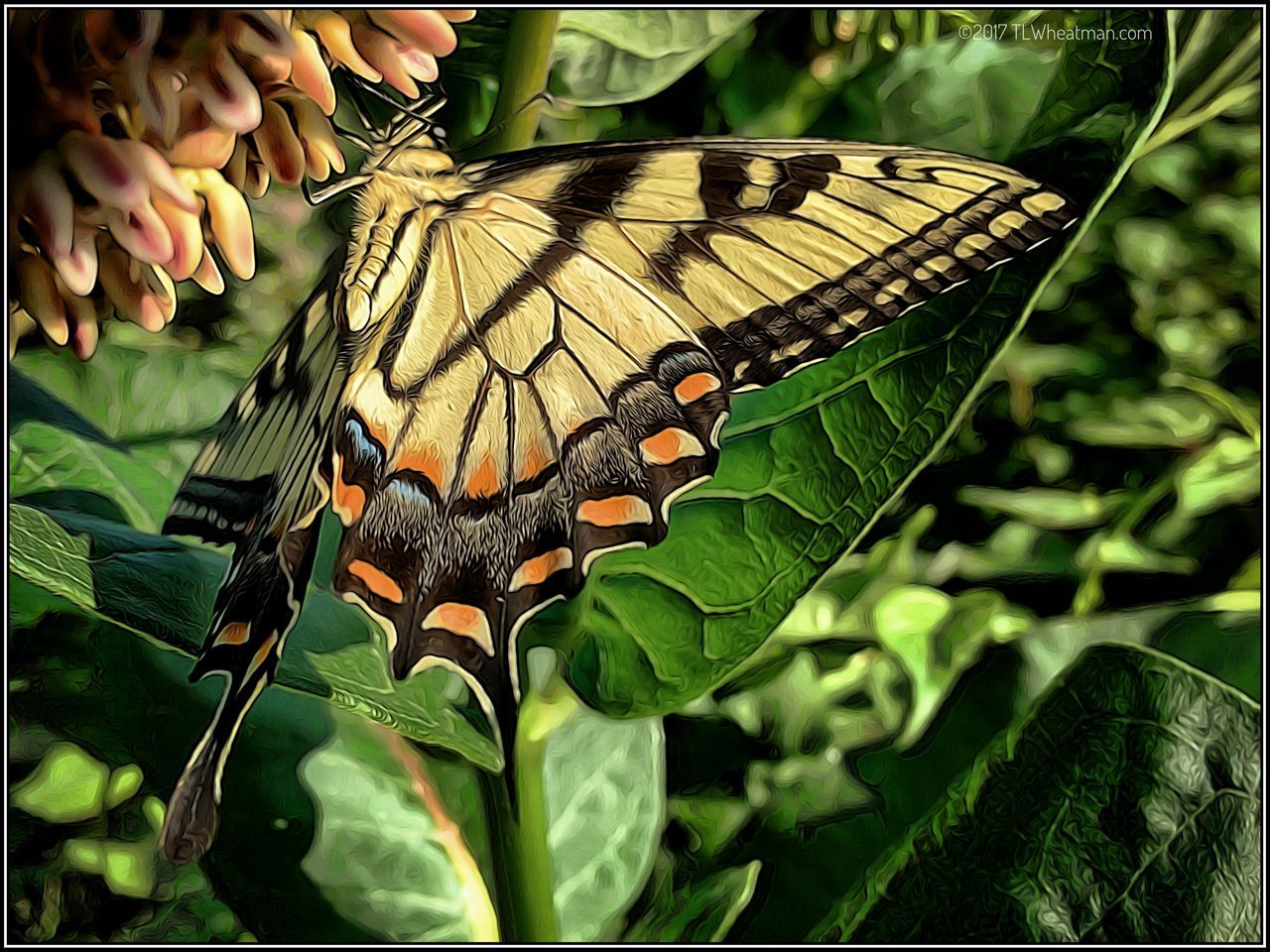 butterfly - insect, animal themes, insect, animals in the wild, butterfly, one animal, leaf, nature, animal wildlife, no people, green color, day, close-up, outdoors, growth, beauty in nature, animal markings, freshness, perching, fragility, spread wings