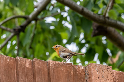 Bird perching on a tree