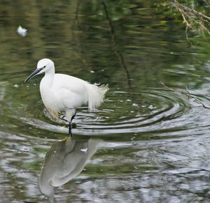 Bird flying over lake