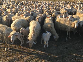 Flock of sheep
