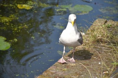 High angle view of bird perching on lake