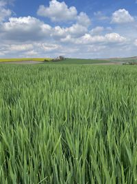 Scenic view of agricultural field against sky