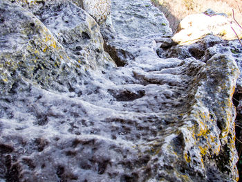 Close-up of tree