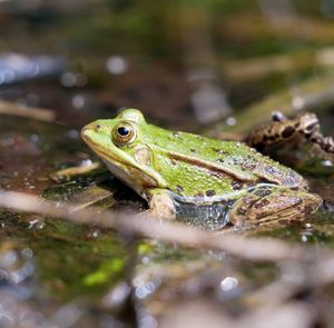 Close-up of frog in lake