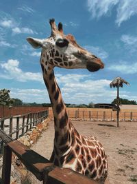 Giraffe in zoo