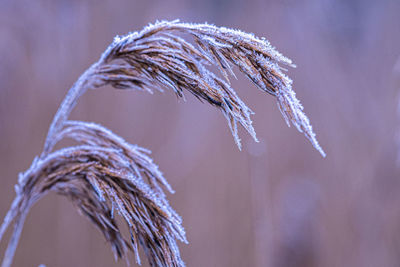 Close-up of frozen plant