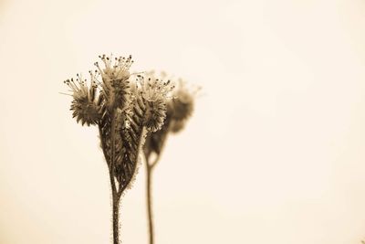 Close-up of flowering plant against white background