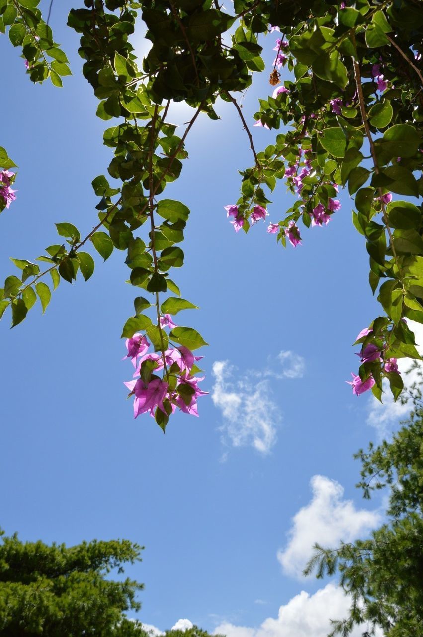 tree, flower, low angle view, growth, freshness, branch, beauty in nature, pink color, nature, sky, fragility, blossom, leaf, blooming, blue, day, in bloom, pink, no people, outdoors