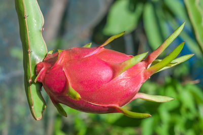 Close-up of red rose flower