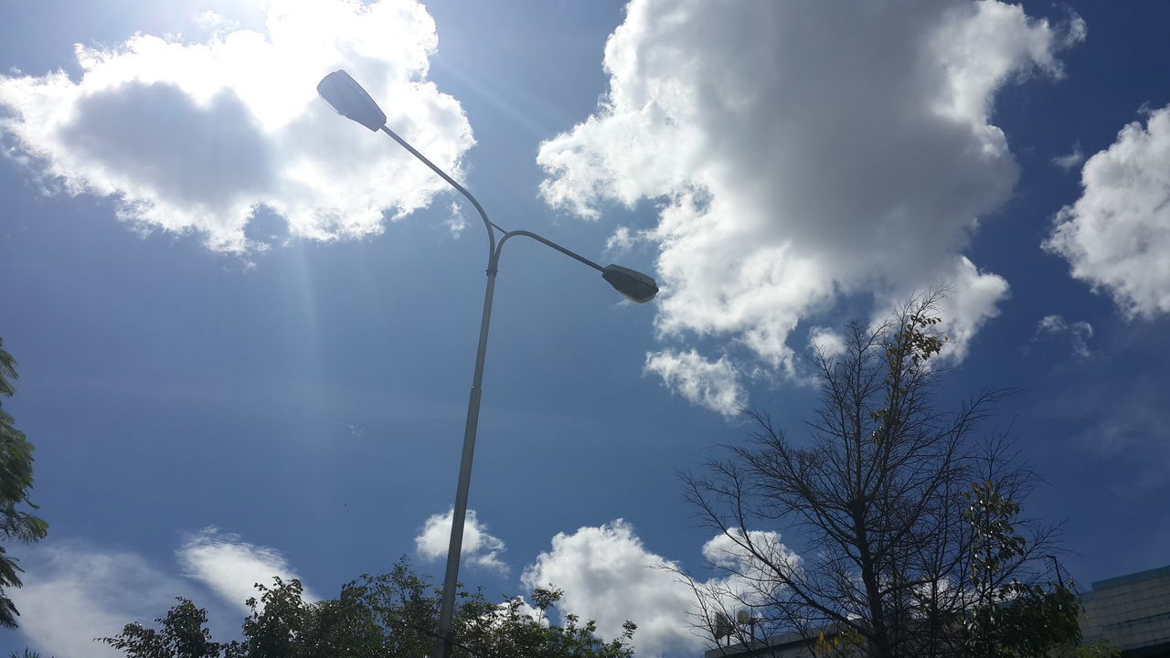 LOW ANGLE VIEW OF TREES AND SKY