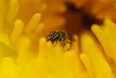 Miniature of bee on yellow flower