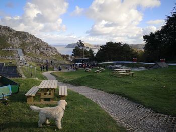 View of a dog on landscape