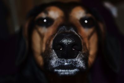 Portrait of black dog