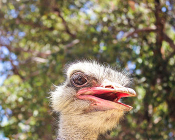 Close-up of a bird against blurred background