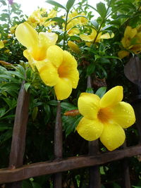 Close-up of yellow flowers blooming outdoors
