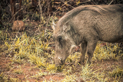 Side view of an animal on field