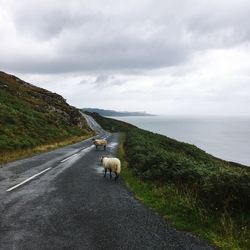 Sheep in ireland 