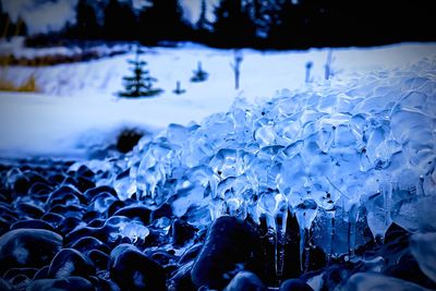 Panoramic view of frozen water