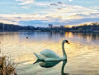 Swan swimming in lake against sky