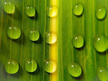 Full frame shot of green leaves