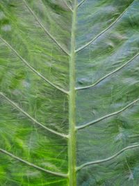 Full frame shot of green leaf