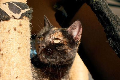 Close-up portrait of a cat