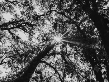 Low angle view of sunlight streaming through trees in forest