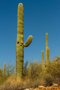 Low angle view of cactus against clear sky