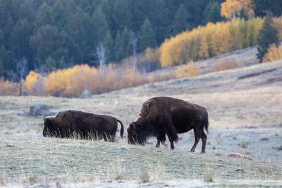 American bison covered in frost in an early autumn morning in yellowstone national park