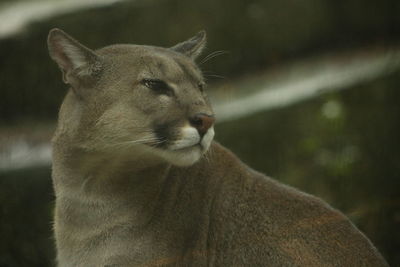 Close-up of a cat looking away