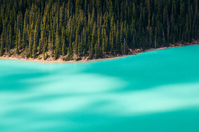 Scenic view of moraine lake and forest