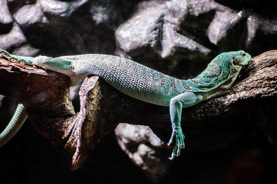 Close-up of lizard on branch